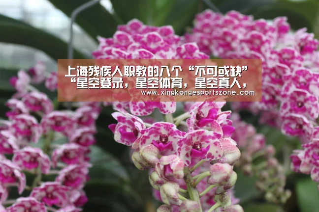 上海残疾人职教的八个“不可或缺”“星空登录,星空体育,星空真人,星空电竞”(图1) 星空登录,星空体育,星空真人,星空电竞